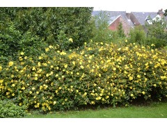 Hypericum 