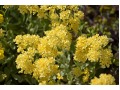 Alyssum ( Aurinia ) saxatilis 