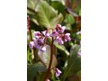 Bergenia 