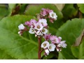 Bergenia 