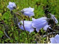 Campanula cochleariifolia 