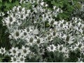 Eryngium giganteum - máčka obrovská