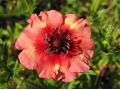 Potentilla nepalensis 