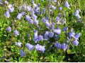 Campanula cochleariifolia - zvonek lžičníkolistý