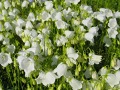 Campanula cochleariifolia 