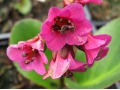 Bergenia cordifolia - bergénie, badan