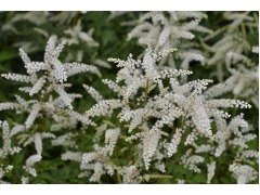 Aruncus dioicus 