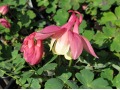 Aquilegia flabellata 