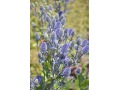 Eryngium planum 