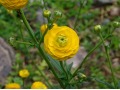 Ranunculus acris 