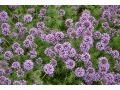 Phuopsis stylosa - kříženka růžová