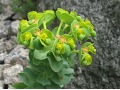 Euphorbia myrsinites - pryšec myrtovitý