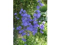 Campanula persicifolia 