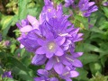 Campanula glomerata 