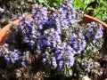 Ajuga pyramidalis 