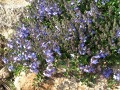 Veronica liwanensis - rozrazil turecký