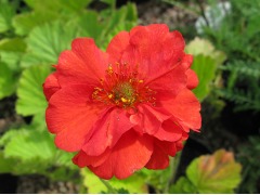 Geum 
