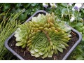 Sempervivum 