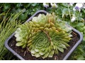 Sempervivum 