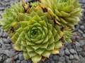 Sempervivum 