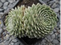 Sempervivum 