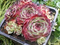 Sempervivum calcareum 