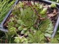 Sempervivum montanum subsp. stiriacum - netřesk