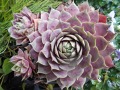 Sempervivum  