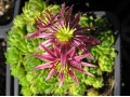 Sempervivum montanum subsp. minimum - netřesk