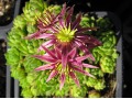 Sempervivum montanum subsp. minimum - netřesk