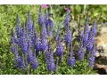 Veronica ( Pseudolysimachion ) spicata - rozrazil