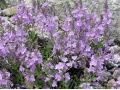 Veronica prostrata 