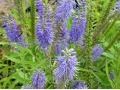 Veronica ( Pseudolysimachion ) longifolia - rozrazil dlouholistý