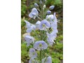 Veronica gentianoides 