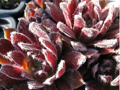 Sempervivum  