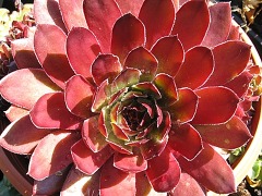 Sempervivum  