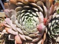 Sempervivum 