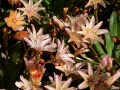 Lewisia x longipetala 