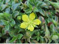 Lysimachia japonica 