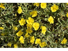 Helianthemum nummularium - devavaterník značka NV - zahradnictví