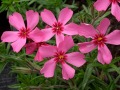 Phlox subulata 