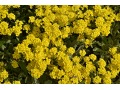 Alyssum saxatilis ( Aurinia ) - tařice skalní