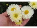 Chrysanthemum ( Dendranthema ) x indicum 