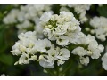 Phlox paniculata 