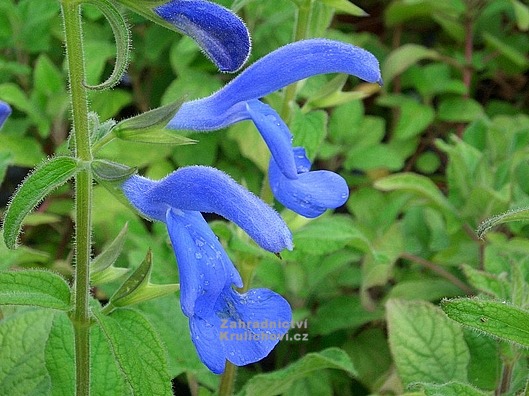 Salvia patens " Patio Dark Blue " - šalvěj otevřená Zahradnictví ...