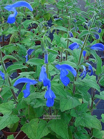 Salvia patens " Patio Dark Blue " - šalvěj otevřená Zahradnictví ...