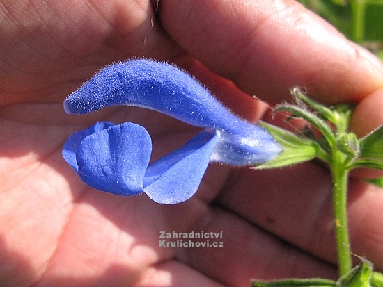 Salvia patens " Patio Dark Blue " - šalvěj otevřená Zahradnictví ...