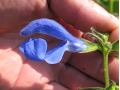 Salvia patens 