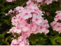 Phlox paniculata 