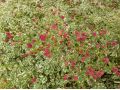 Sanguisorba 